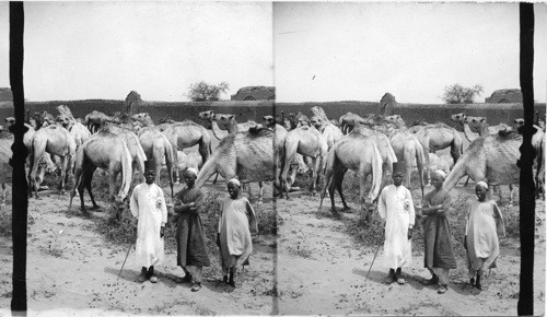 Camel Market, N of Mahdis Tomb, Omdurman, Egypt