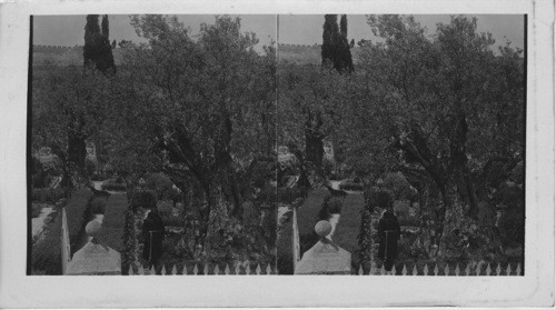 In the Beautiful old Garden of Gethsemane, Jerusalem