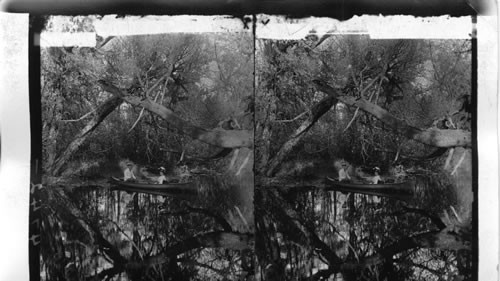 Rambling in the Fairy Forest under the water, Shadow River, Rosseau. Muskoka, Canada