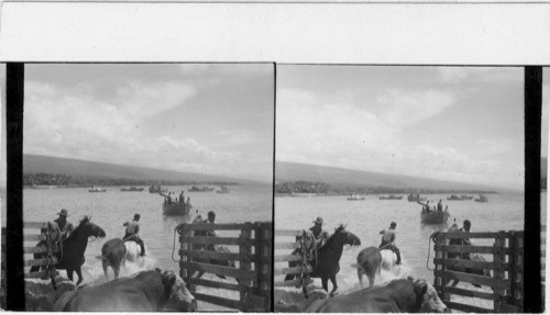 Opening gates to release roped steer to be towed to waiting boat, Is. of Hawaii. #29 Dept. A. Cowboy Set