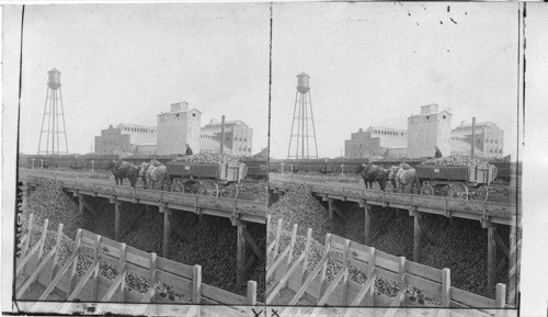 Train loads of beets and beet sugar refinery. West Nebraska