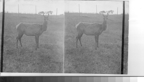 Views of elks in the Wainwright Buffalo Park. Alta