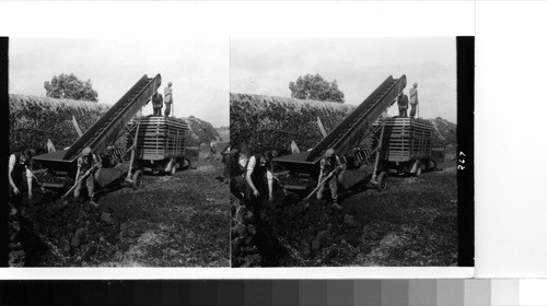 Ennis: an automatic peat loading machine in operation at one of the peat storage places in county Clare. the county stores and harvest peat for the use of hospitals, orphanages, jails, etc