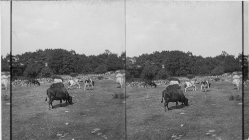 Cows in Rocky Pasture, Mass