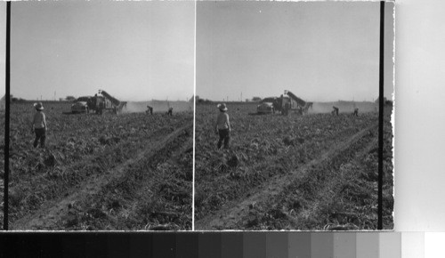 Mexican girls chopping tops from Sugar Beets near Lexington, Neb