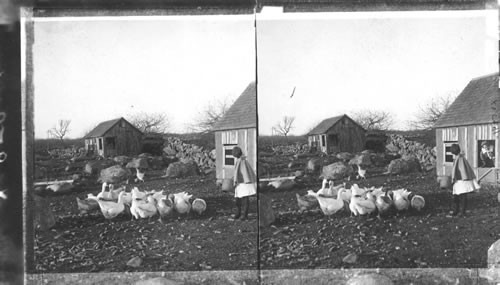 Geese. Scene on a Rock Farm, Westerly, R.I