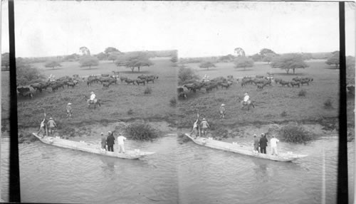 Unloading cattle from river boats at ranch of Guayaquil Packing Co. Ecuador