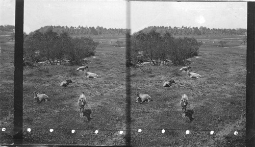 The Old Battlefield, Fredericksburg, VA