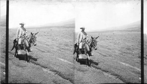 Traveling Among the Andes. Ecuador