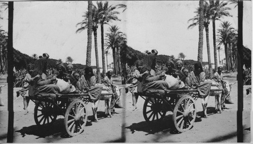 Donkey cart and riders, Cairo, Egypt