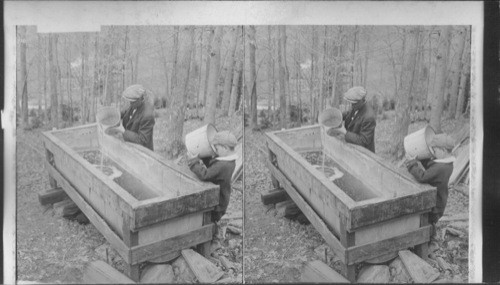 Emptying sap into collecting tank to run by pipe line to distant furnace. Vermont