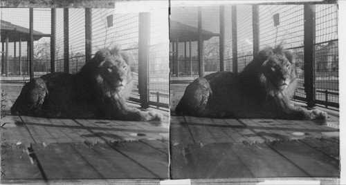 A Noble Barbary Lion, the King of Beasts, Bronx Park, N.Y. City. N.Y