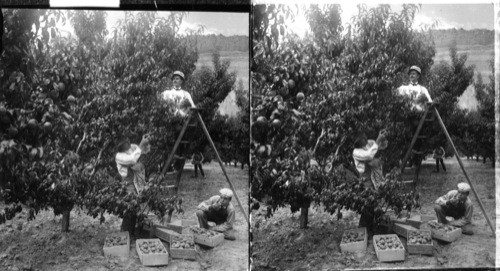 Picking luscious peaches on the Yankee Fruit Ranch, Palisade, Colorado