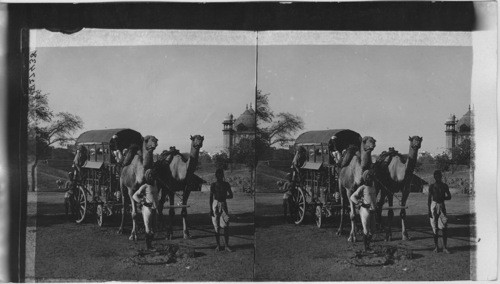 Camel wagon at Agra. India