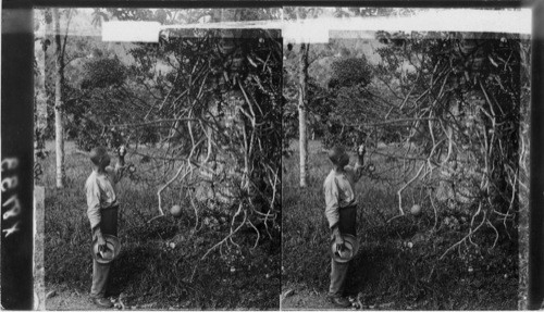 "Cannon Ball Tree", mahogany tree (left) and coffee bushed in distance. Castleton Gardens. Jamaica