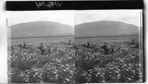 Flowery fields around Mt. Tabor, Palestine