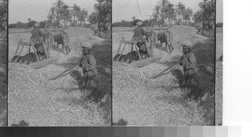 Primitive threshing. Karnak, Egypt. Where primitive methods still prevail - threshing scene in Egypt