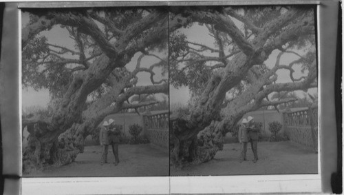 The virgins tree at Matarien, Egypt, near Heliopolis