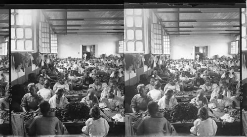 A crowded room in a cigar factory, women and girls making cigars, Manila, Philippine Islands