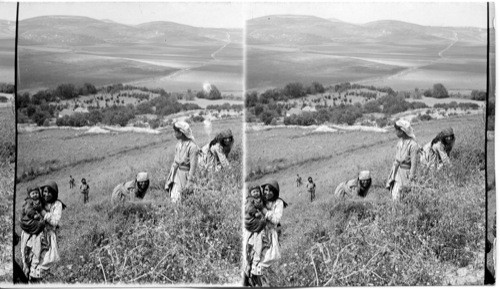 Fertile plain of Dothan, S.W. from Hill where the Town Stood in Elijiah’s Day. Palestine