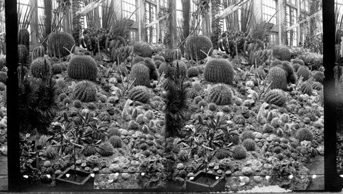 Mexican Cactus, Interior of Horticultural Hall, Columbian Exposition