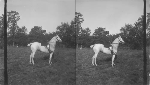 A saddle horse, Meadowbrook, Long Island. N.Y