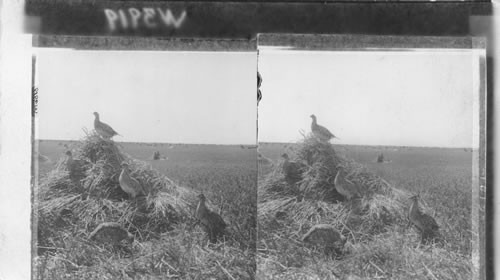 The old cock's alarm-hunting prairie chickens. S. Dakota