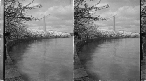 Cherry Blossoms around the Lagoon, Wash, D.C