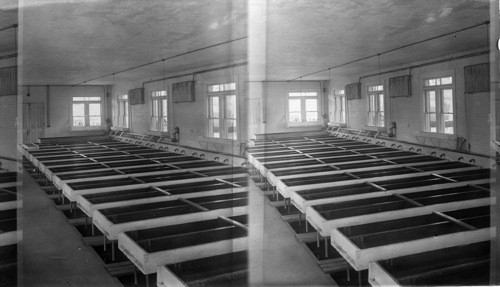 Hatching troughs at Corry, Pennsylvania. Eggs rest on wire screens in running water which must be cool