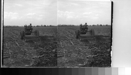 Husking corn stubble in Ills