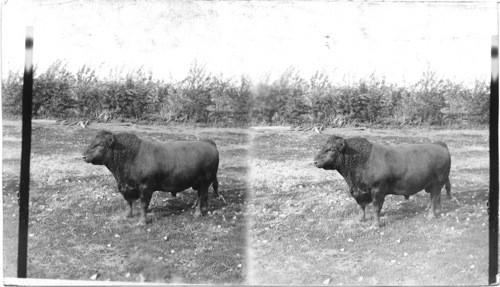 Thoroughbred Black Angus Bull - Shirley, Illinois