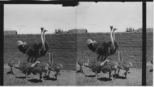 Ostrich and Young, Marariyeh, Egypt