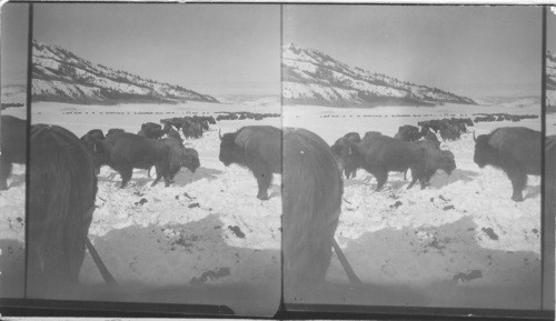 The Buffalo Herd in Winter, Yellowstone National Park, Wyoming. (Note: IN winter the buffaloes are corralled on the "Buffalo Ranch" & fed with hay which the ranchers put up in enormous amounts in the summertime. If the buffalo were not so cared for many would die where the heavy snows come. In the summer they roam at will on the hillsides)