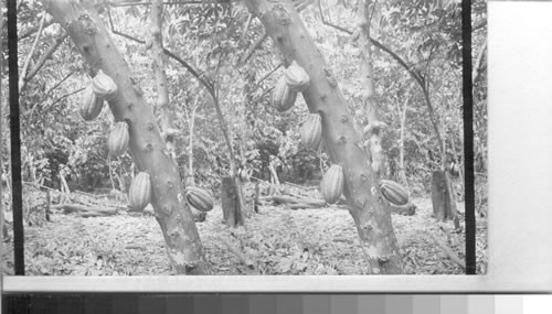 Cacao Tree. Ecuador