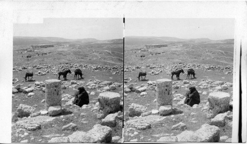 Hashbon in Moab, once capital of the ammonites, outlook S. W. towards Dead Sea. Palestine