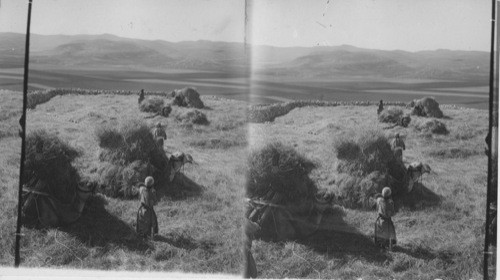 Barley Harvest, Geizin Hills and Sychar, Palestine