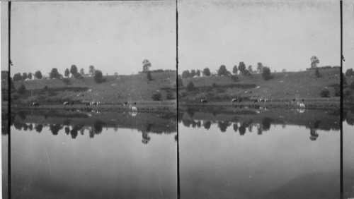 A Hillside Pasture with Cattle, Mass