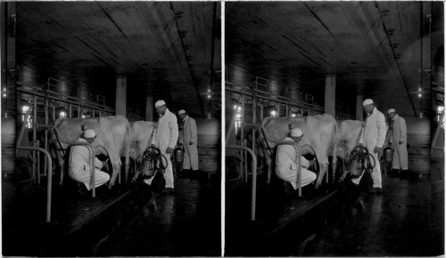 Milking by Machine. New Method