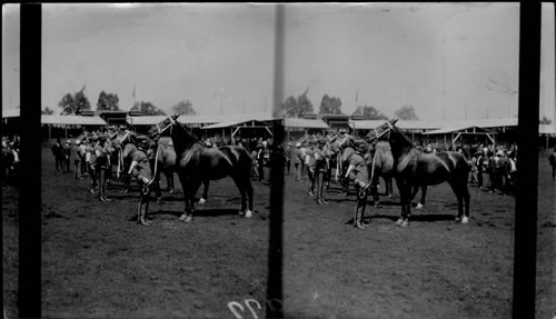 Thoroughbred Coachers. Great Horse Show, La. Purchase Exposition. St. Louis, Mo