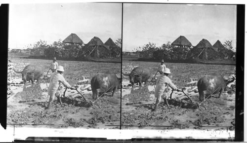 Filipino Farmers Plowing Rive Fields Near Manila, Island Of Luzon