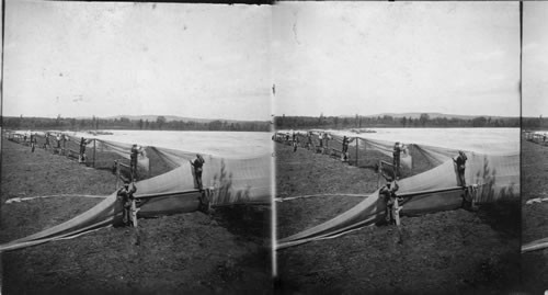 Putting Up Tents for Growing Tobacco. Granby, Conn