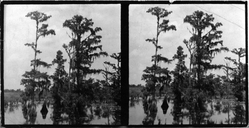 Cypress Swamp along the road near New Orleans, La