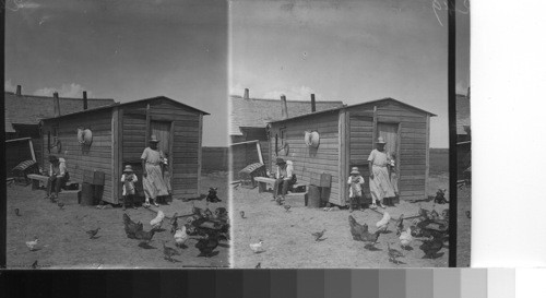 Life in Homestead. People making a start in farming. Alta. Canada