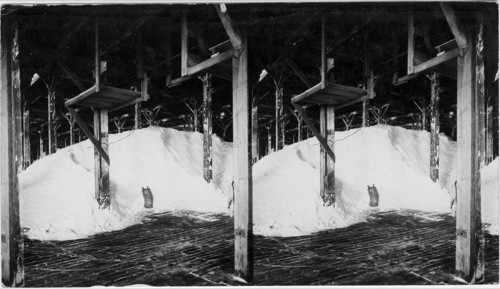 300 Tons of Pure Salt ready for Shipping or Packing, Remington Salt Co., Ithaca, N.Y