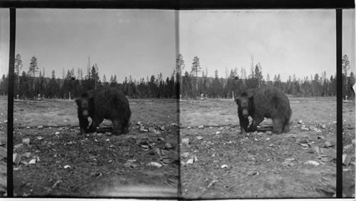 A Black Bear Looking Over the Garbage,Yellowstone Park. Wyo