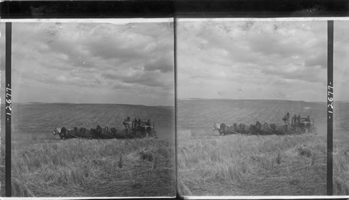 Finishing a 200-acre wheat field - two feet of straw left standing to be plowed under, Washington