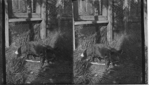 Close view of a registered Silver Black Fox in pen. Rosbank Fur Farms, Ltd. Southport, P.E. Island