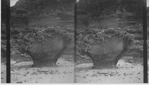 Rock Flowers, Wady Hudherah, Arabia