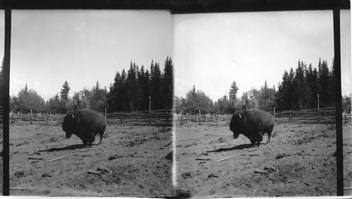 A Buffalo in Yellowstone Park, Wyo