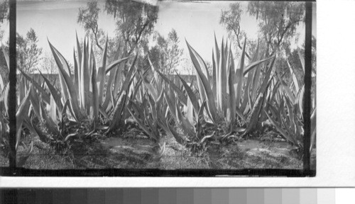 Pulque Plant. Mexico